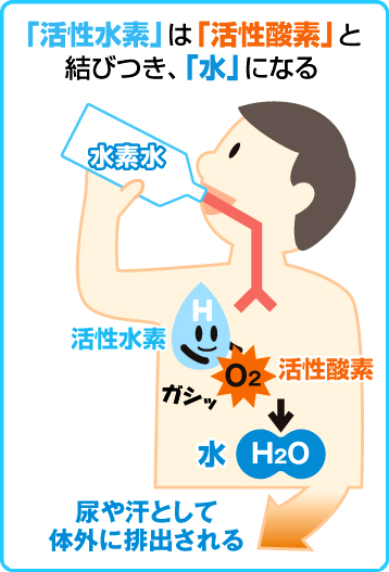 ｢活性水素｣は｢活性酸素｣と結びつき｢水｣になる